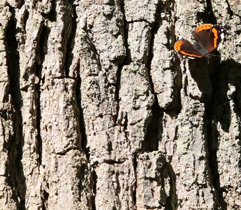 Butterfly butterflies nature