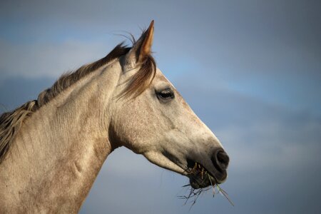 Thoroughbred arabian sky mane