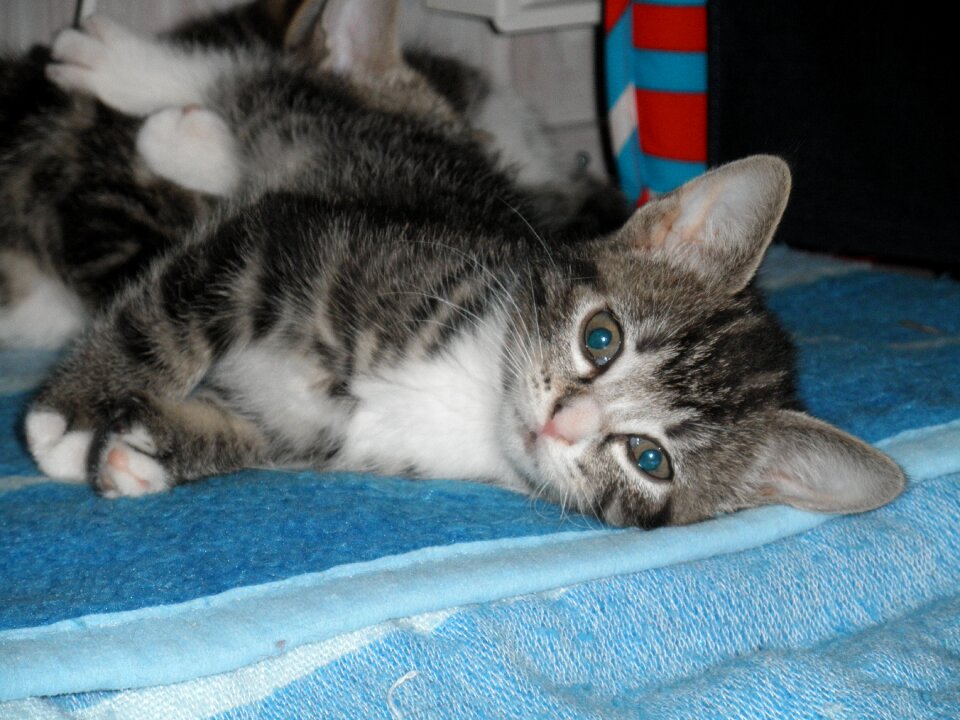Pet animals cute