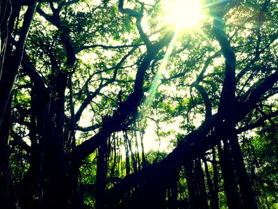 Forest trees photo