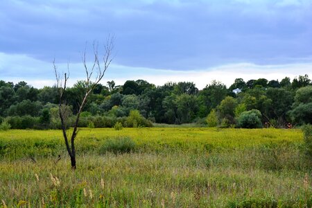 Dead tree withered tree landscape photo