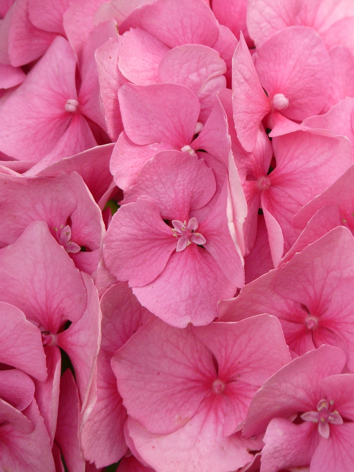 Pink flower blossom