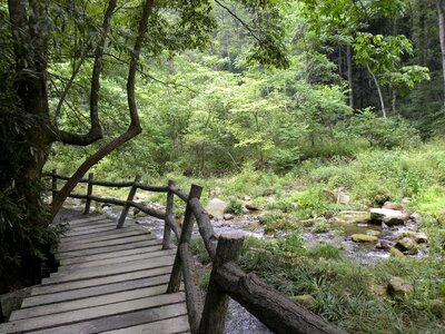 Park wooden forest