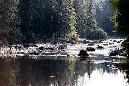 River morning forest photo