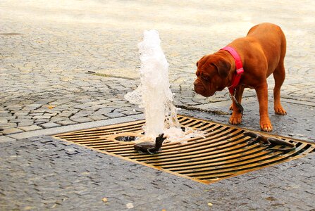 Mastiffs french two photo