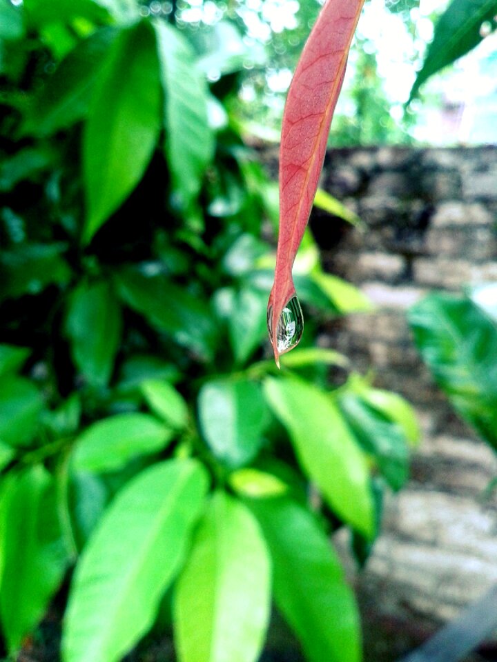 Drop green