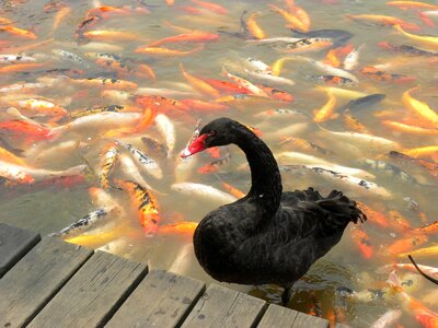 Goldfish water china