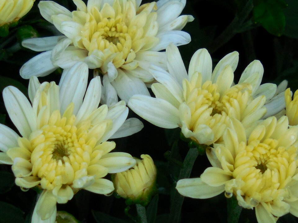Petals bouquet floral