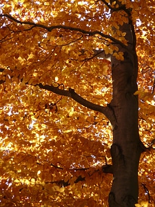 Deciduous tree golden autumn golden october