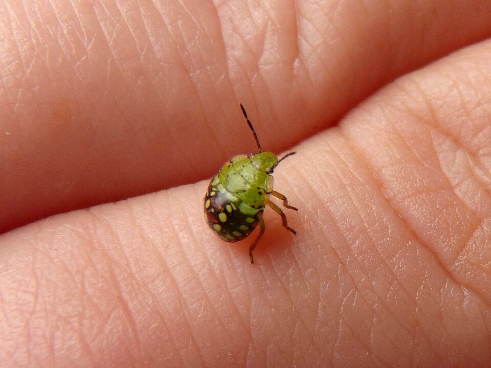 Small hand insects