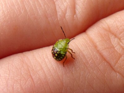 Small hand insects