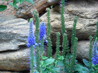 Wildflowers nature green