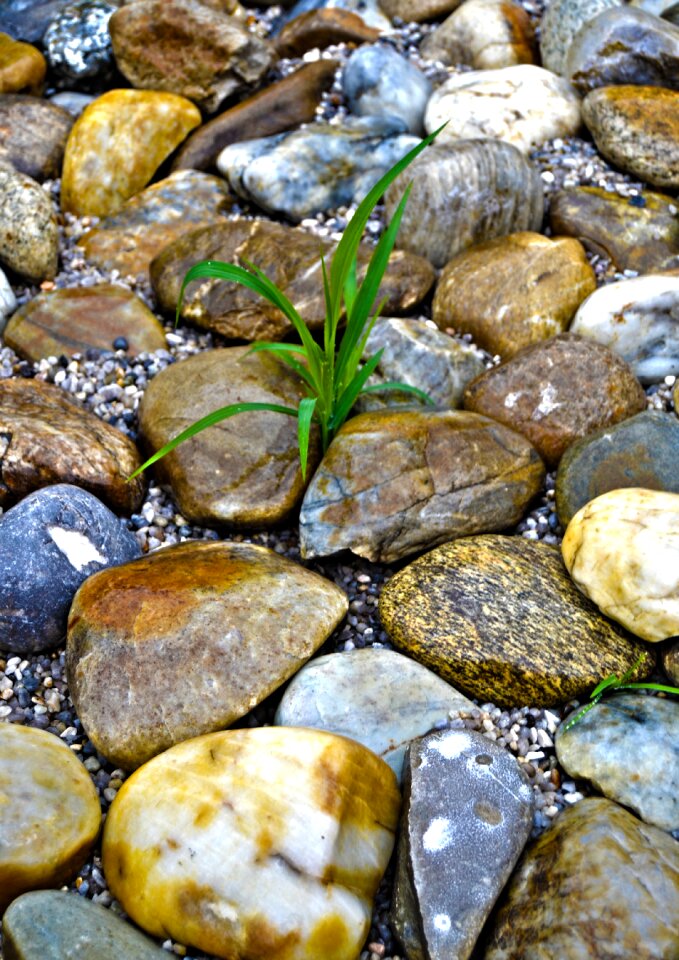 Wild plant flower weed