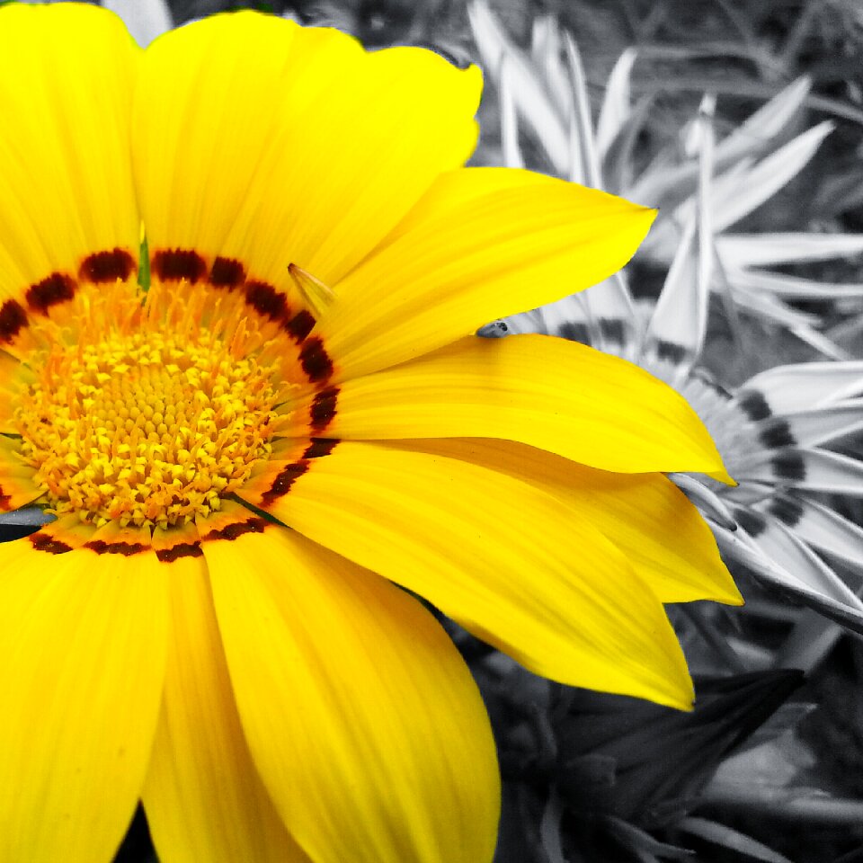 Yellow flower green garden
