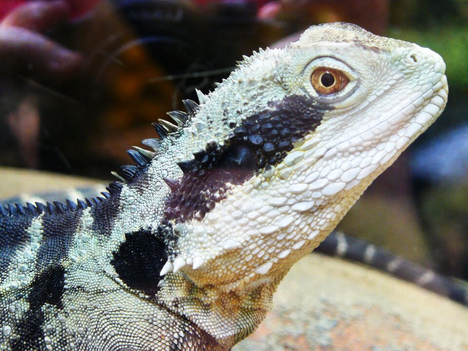 Lizard iguana animal