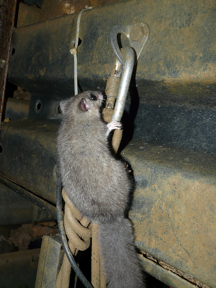 Bushy fur glis glis