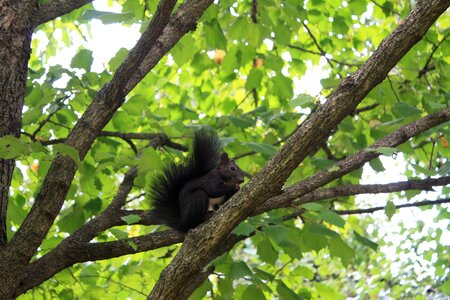 Animal nature squirrel