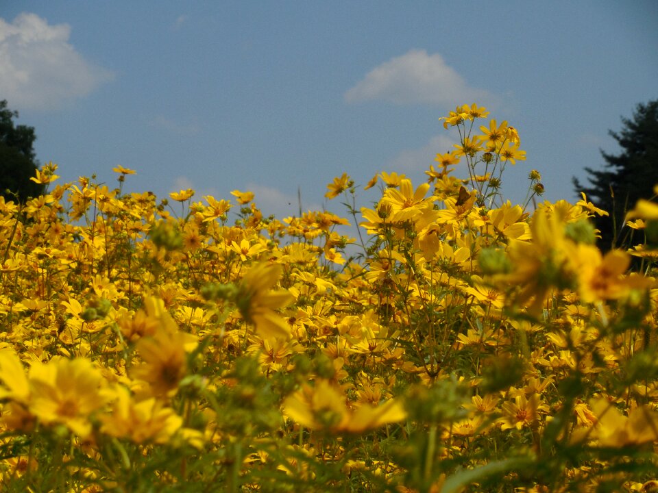 Wild country nature
