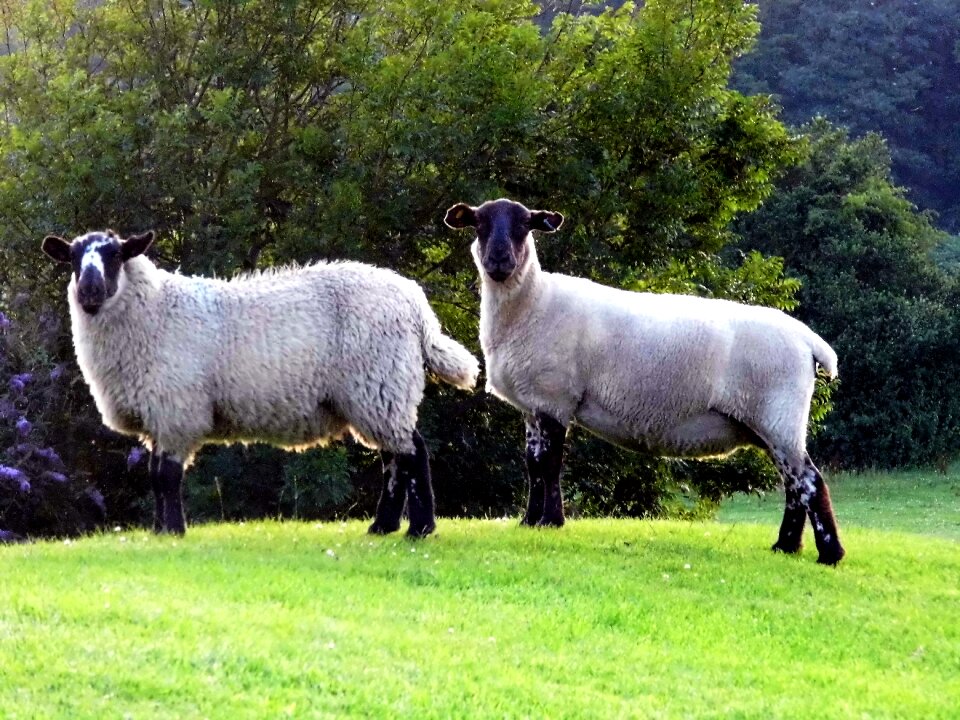 Welsh southerndown countryside