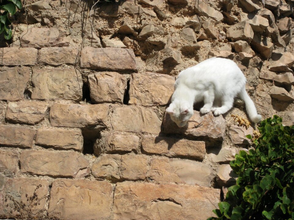 Cute kitty cute cat white cat