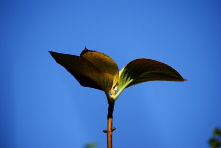Leaf stalk nature