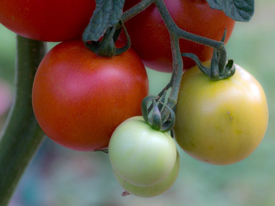 Tomatenrispe panicle trusses