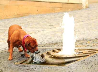 Street mastiffs french photo