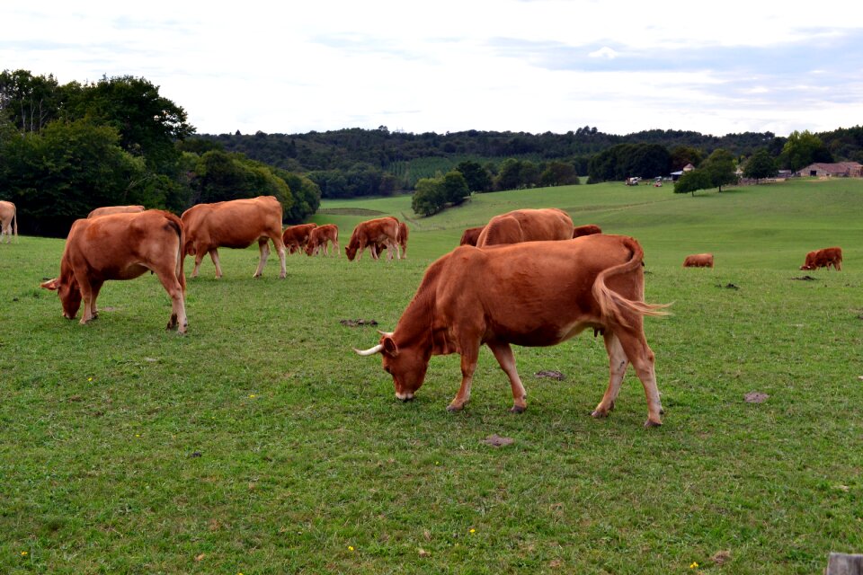 Cattle field agriculture
