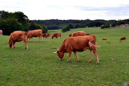 Cattle field agriculture photo