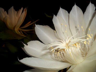 White flower cactus pitahaya