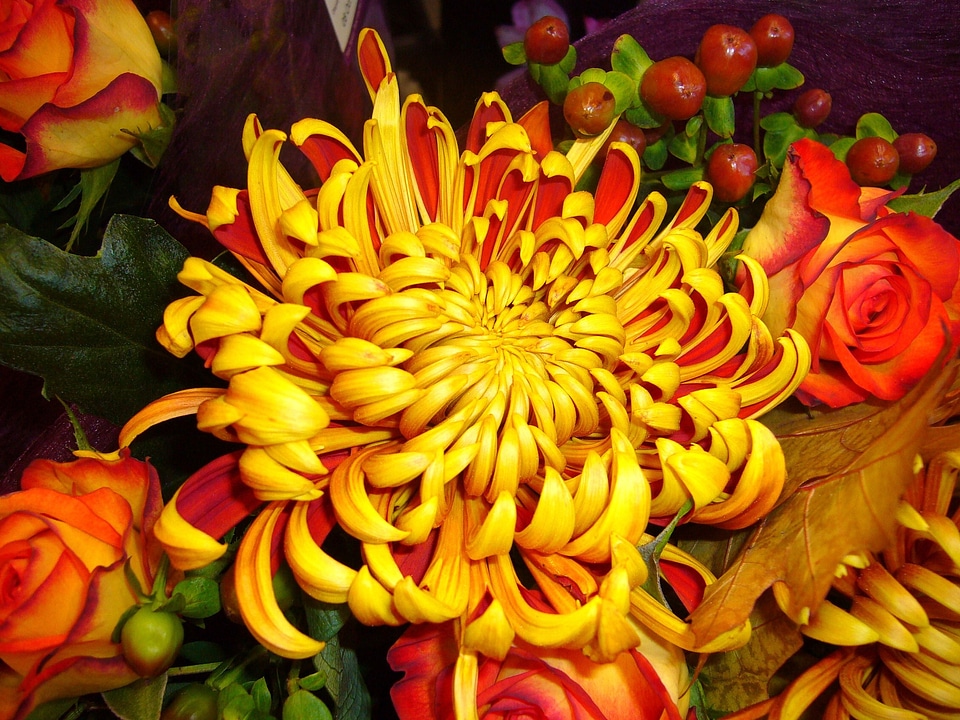 Floral bloom color