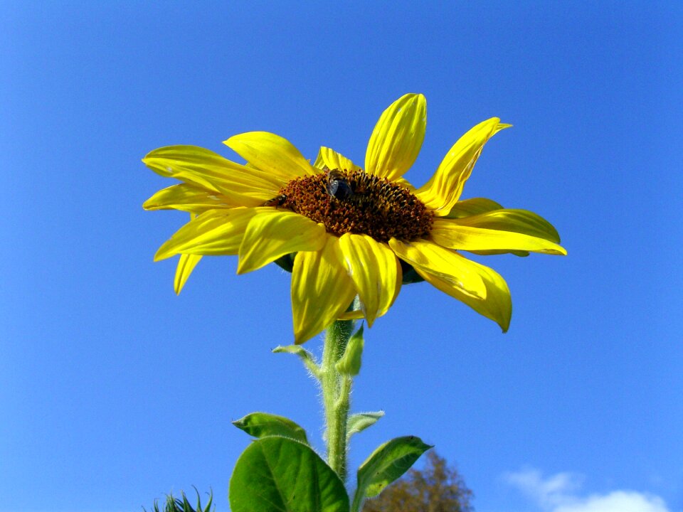 Summer bee garden photo