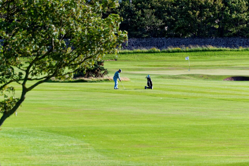 Green course grass photo