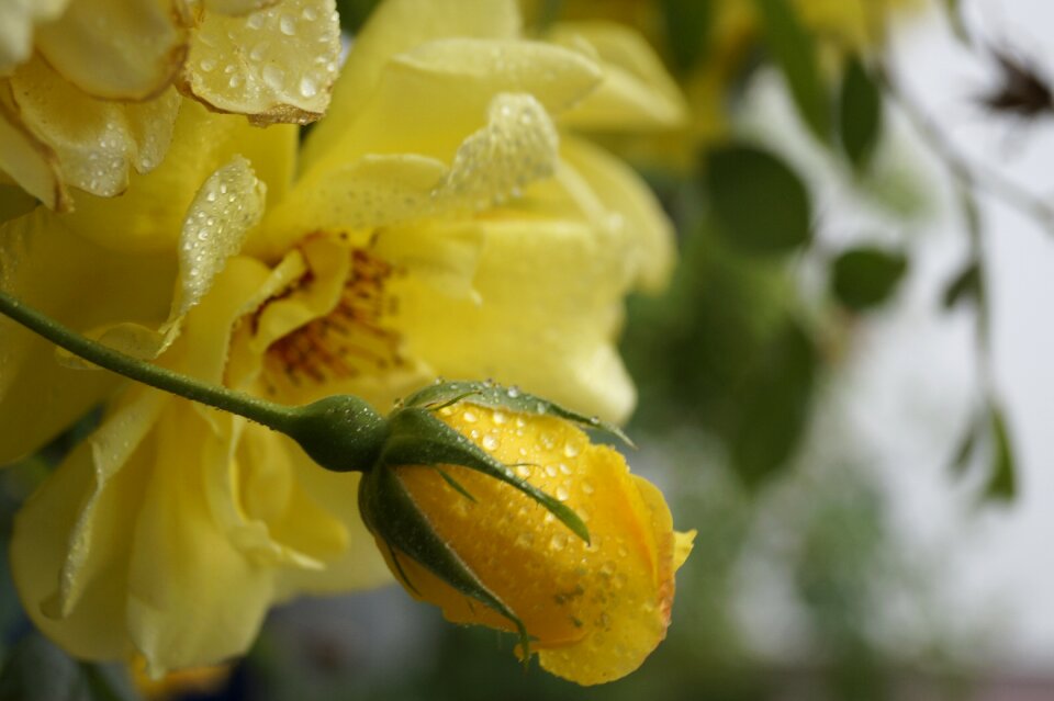 Bud blossom bloom