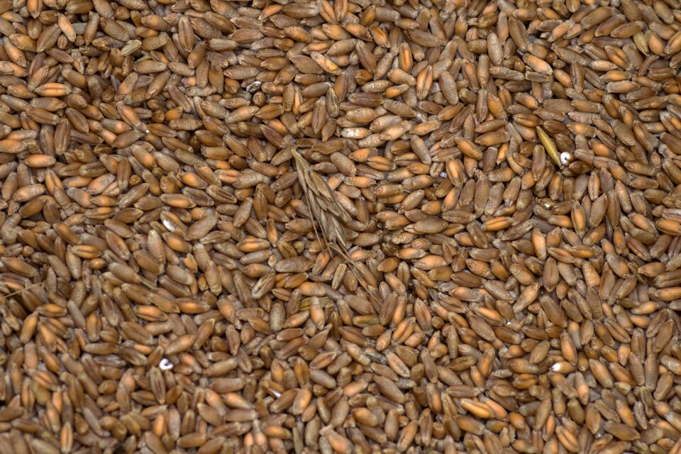 Grain background grains
