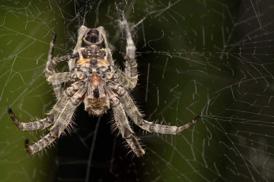 Upside down under silk