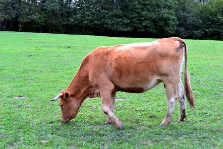 Pasture brown cow cattle