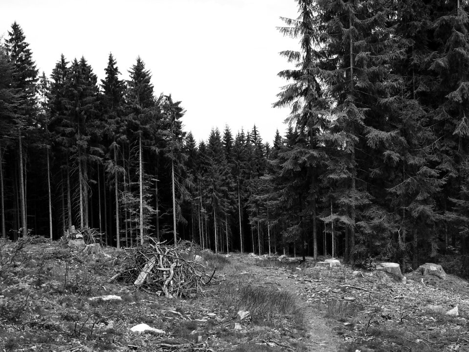 Bohemia strain stump