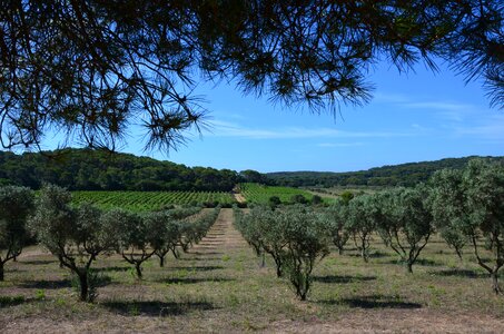 Olive tree heat porquerolles