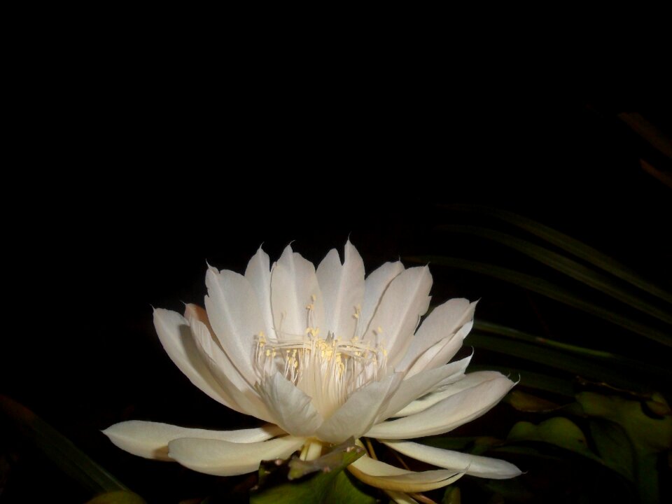 Cactus pitahaya night