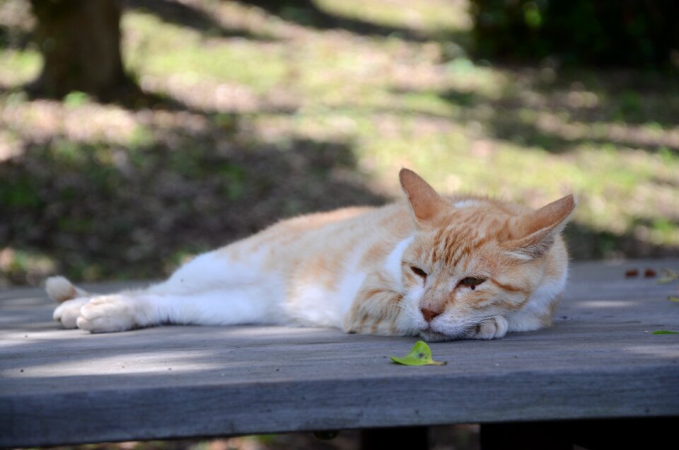 Chillin noriben chatter animal
