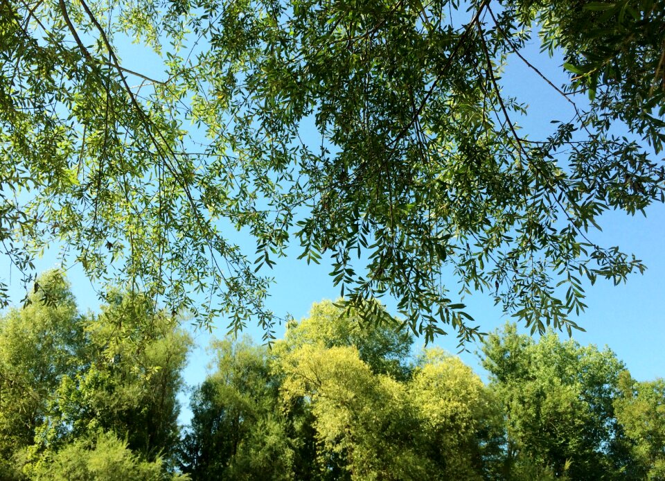 Nature light landscape