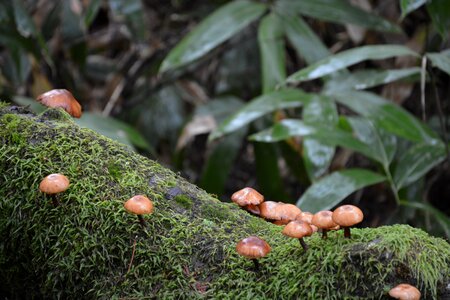 Forest mushrooms forest litttle mushrooms