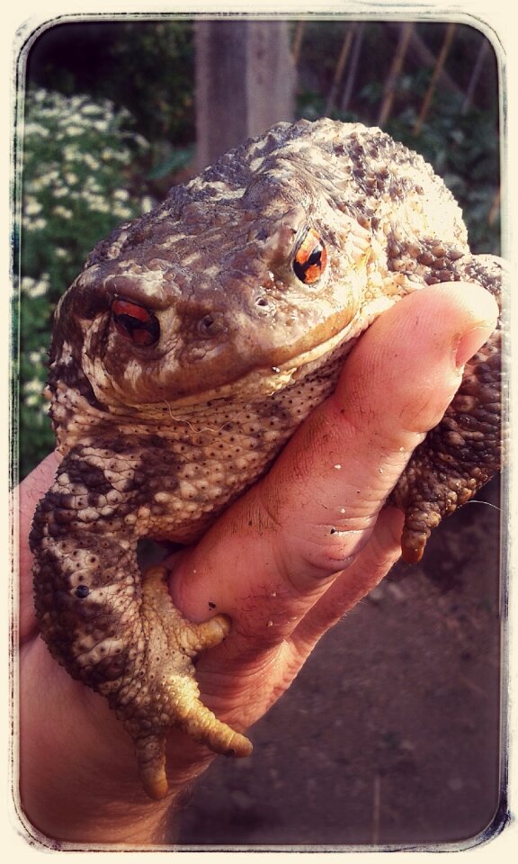 Hand large frog