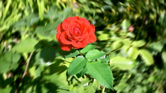 Garden rose love beauty photo
