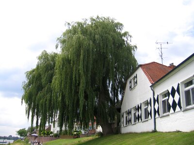 Rhine weeping willow landscape photo