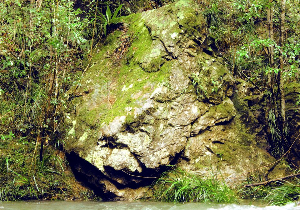Rainforest rock texture photo