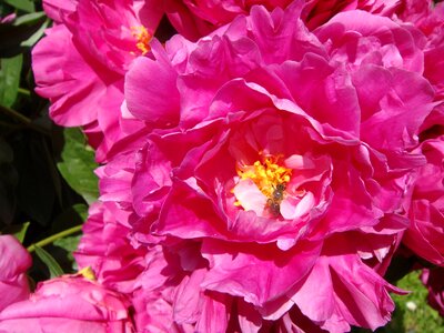 Spring petals pink photo