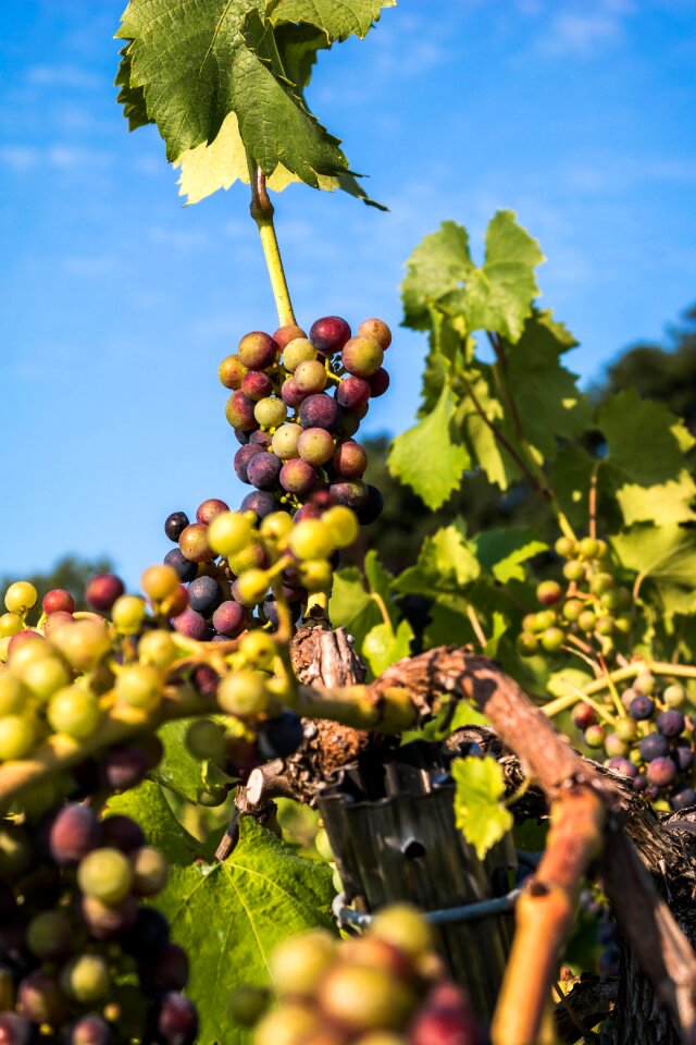 Pinot noir fruit vine