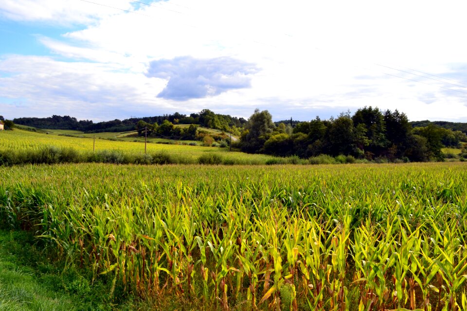 Nature landscape field